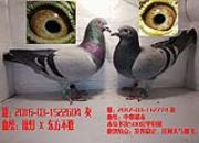�����޳������ָ� �������ϣ��