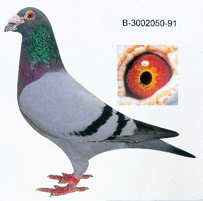 ÿ��һ�룺ʧ�����õġ���ʯ�ֹ�050��