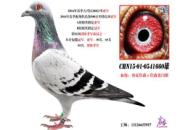 660˫�Ǿ��������� �������λ