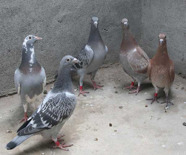 ��н���ѵ���������·