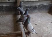 �����鳲����β���Ӫ����