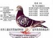 ÿ��һ�룺����������ϰٴεĴ���531