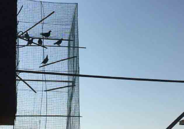 ���ｨ�������ݱ �����볲ֻ����ս