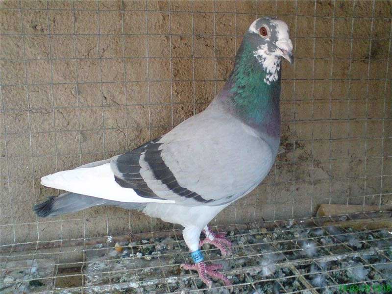 ���İ��ġ����ˡ���������