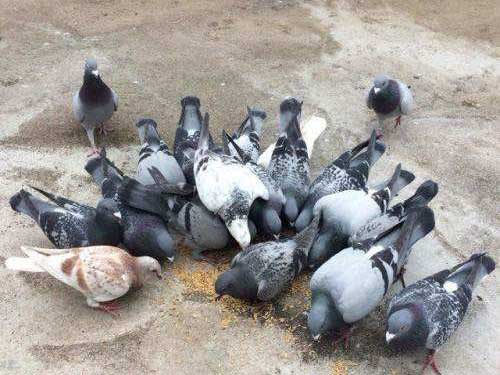 һ�������������幫�� ��֪��������ʲô��