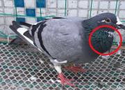 �벡̽������ë���ɰ��ر��� ����δ�����