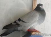 �������ܲ��ƣ���ˮ��������ף�