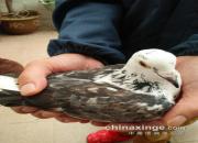 ��ô�Ŷ��鳲 ���ǲ�����