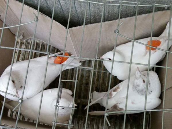 �ǻ��棺����ѵ��350����˳������