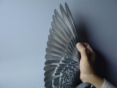 ���ʮȫʮ���μӾ������(��)