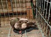 �ҷ���ӥϮ�� ���Ѳ���