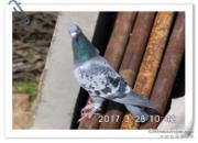 �鳲��Ӧ��κǻ���