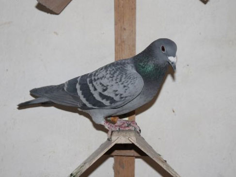 �Ż��ǲ��ţ�