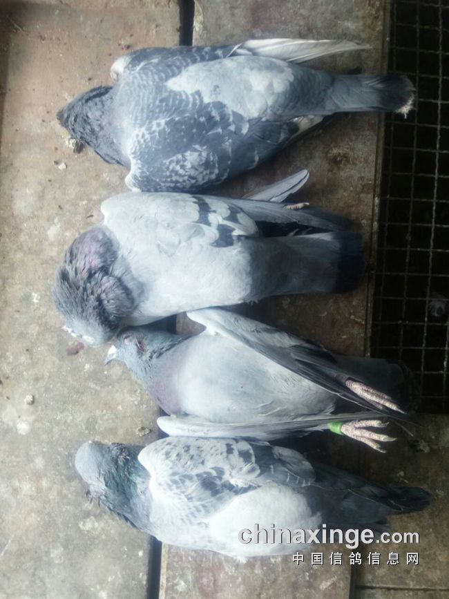 午夜鸽子被袭击 四死二伤真是坑人！