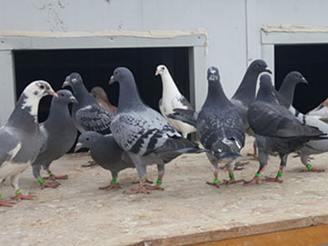 ֱ����֪�ҿ�Ц��