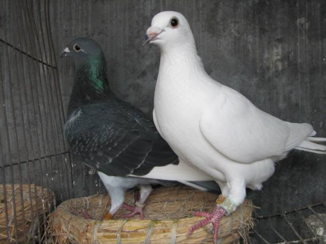 ��������Ϳ��� �������رȸ�λ