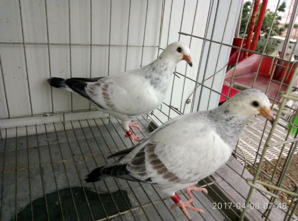 ��ʦ���ѳɾ����� ������������·