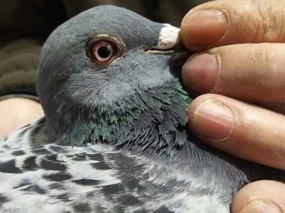 �����Ե������˫����Ԥ���ɻ����˼�