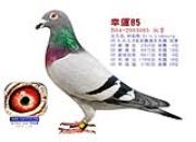 ÿ��һ�룺��������������Ĺھ�������85��