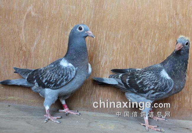 �Ϲ�Ѫ��Ȼ��ͦ 1500����2���鳲