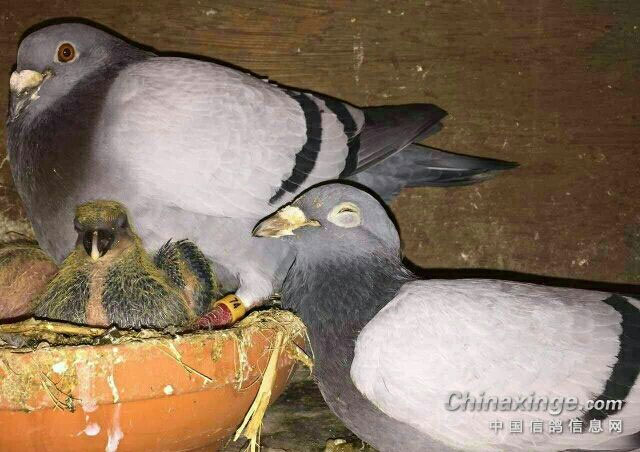 �����ָ�ȥ�� �����Ứ��