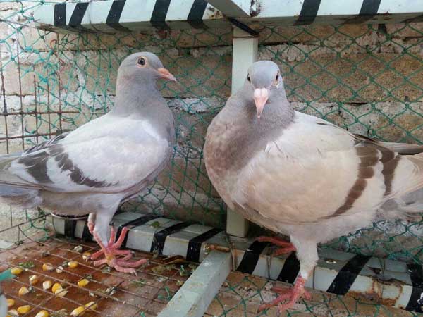 ʵ��̽�� ������Ϊɶ����Ҳ���飿