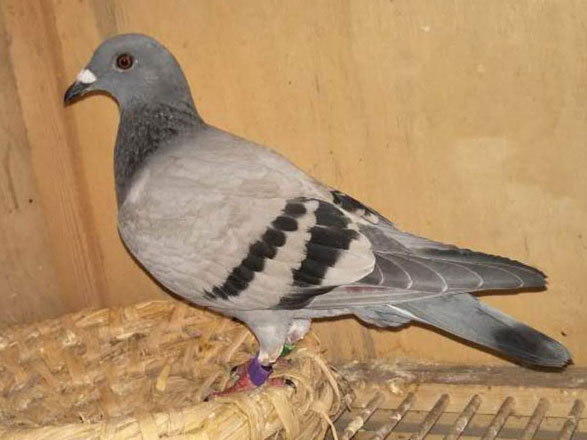 �ɶ��ɻ��������塪�¶�ɶ�ǧԪ˫�ظ������Ǿ�