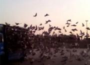�γ�ȫ������4177���Ѽ���鳲