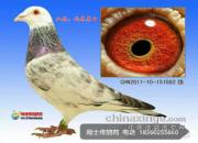 ��ɫ�Ŵ�������· �Ӵ�37000�������ɳ�113�� 