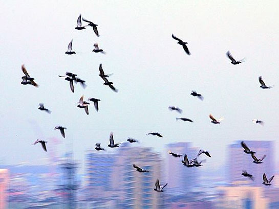 �ۻ���ǧ��������