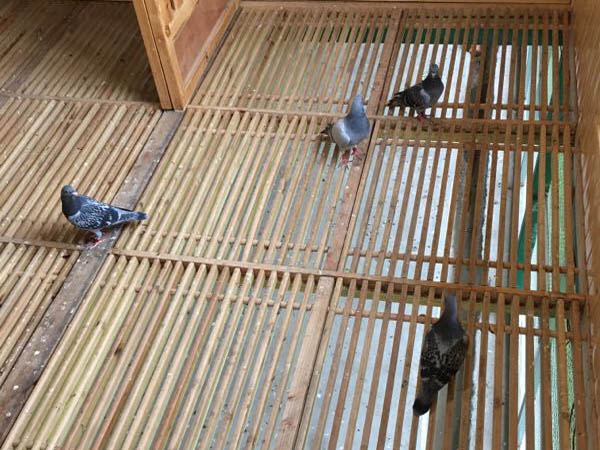 ���ֱʸ��ᣡ�����ղر��������ܹھ�