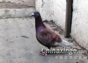 ů�ģ�һֻ����������Ķ���
