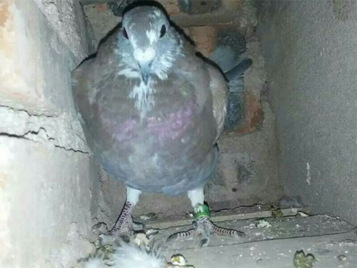 ����ĸ��� ��Ҫ��������