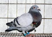 �˸�ð��鳲 ������˸���