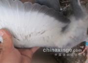 �ٿƳ�֪ʶ���׸��ʱ�볲Ҫ��Ҹ����ë
