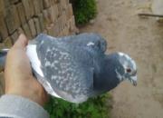 �����֧�� �Ჱ������η��Σ�