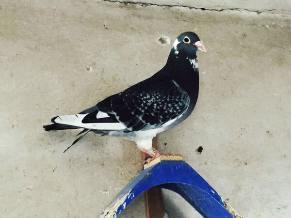 ��ڸ�ϵ�����롰�����š�