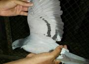 ����1500���� ��ʱ10��鳲���Ƽ�¼