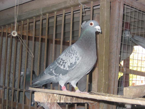 ����������Ԭ�¸գ�ǧ����ھ�����