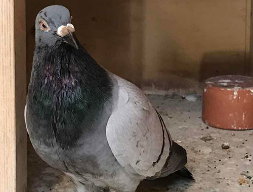 ����NPO������ɫ������ ��ƿ���ꪡ��ֲ��Ĳ�¬�ߡ�