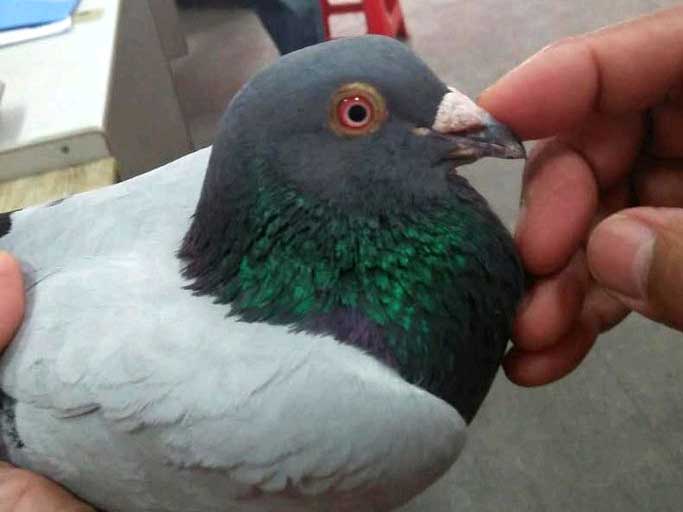 ǧڶϼ 鳲