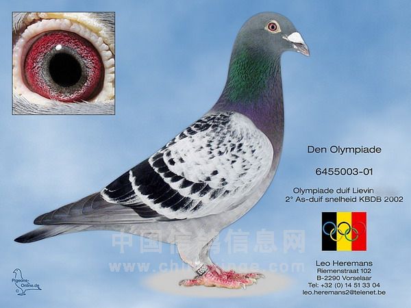 ÿ��һ�룺���缶���롰����ƥ��003��