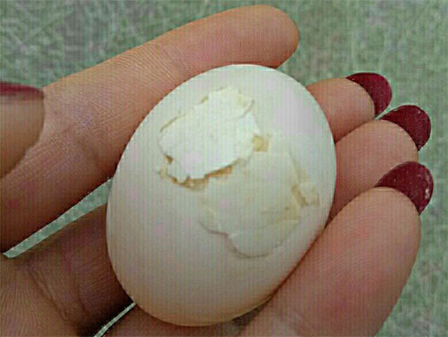 ���ĸ��ӵ��ɻ��ˣ�