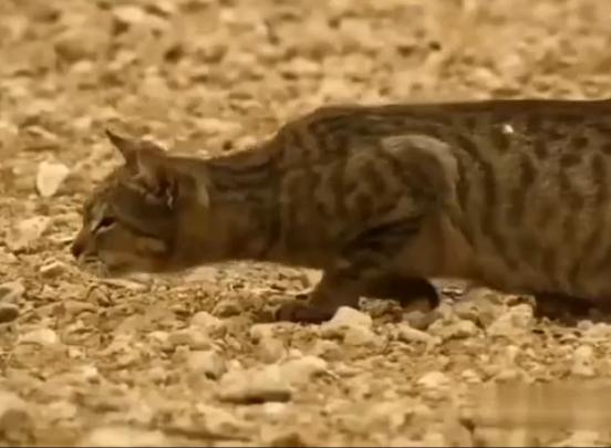 猛“虎”捕鸽 一招毙命