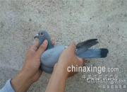 ��Ѫ������ �����Ӵ�ǧ����鳲