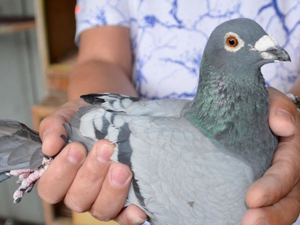 ��������������н����ҵ������ �ɼ�����ҵ�ࡱ