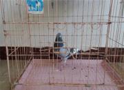 �벡��ϮĪ�Ļ� �����С�Ӧ�Թ��ѹ�