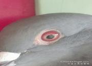 ɰ�ۣ����ۣ�ɵɵ�ֲ����