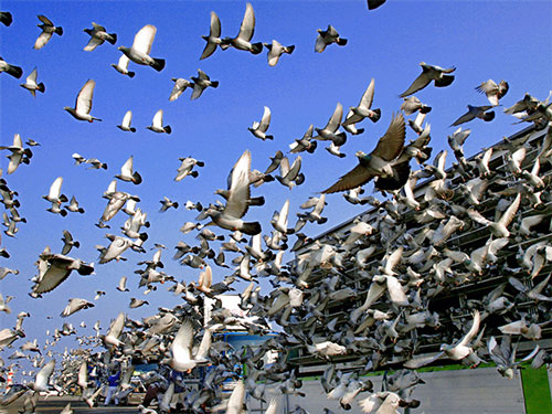 ����ս��������ʱ����9123��ھ����¯