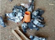 �������ץ ������ʦ��������